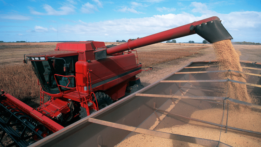 Harvesting a field of soybeans with a combine