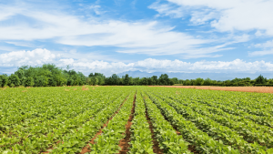 Legal Considerations in Soy Agriculture Navigating Regulations and Compliance
