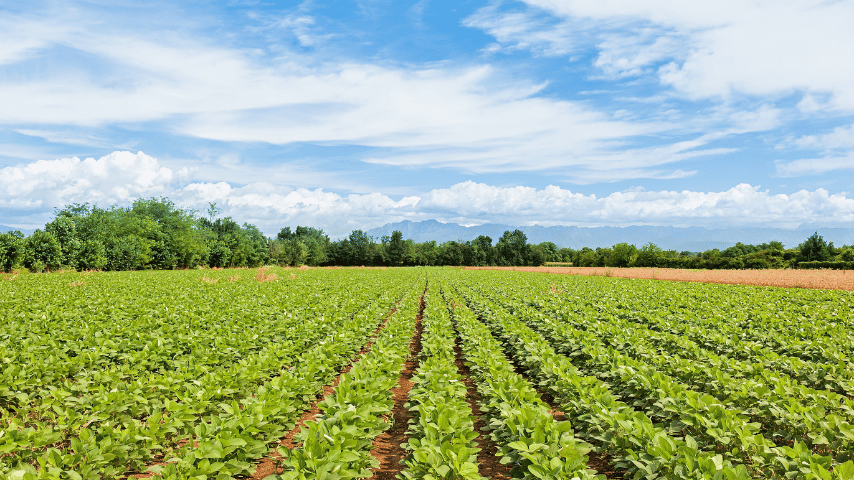 Legal Considerations in Soy Agriculture Navigating Regulations and Compliance