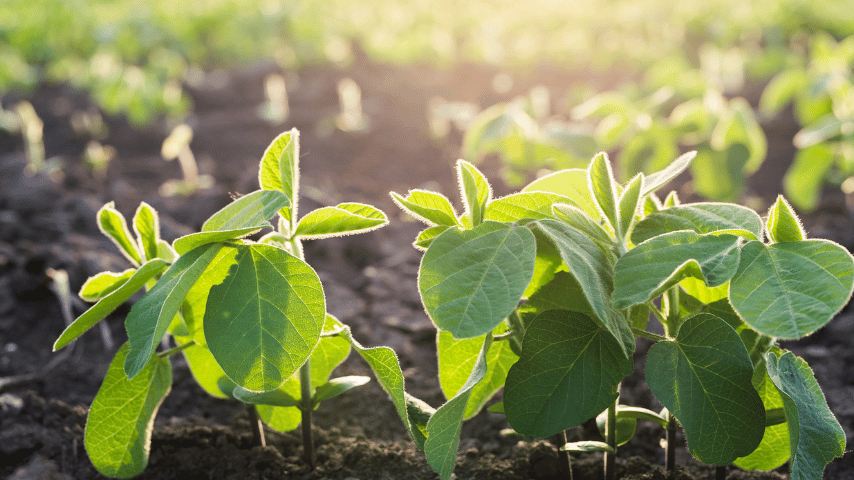 Soybean growth control